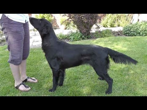 Video: Flat-Coated Retriever Dog Plemeno Hypoalergenní, Zdraví A životnost
