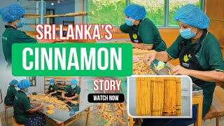 Sri Lanka’s Cinnamon Story | Ceylon Cinnamon Process | From Tree to Spice! 🌿 #villagebeauty