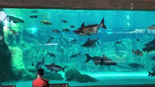 Giant freshwater stingray, Siamese carp and Mekong giant catfish at river safari Singapore