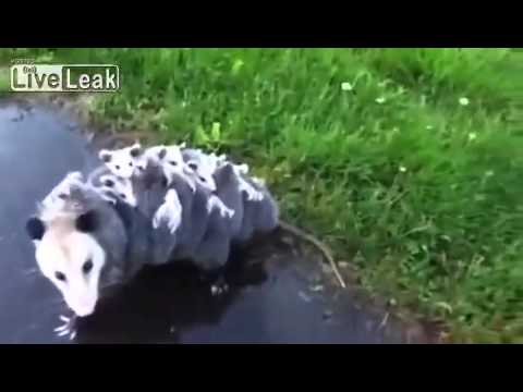 cats inn Opossum Carries 15 Babies
