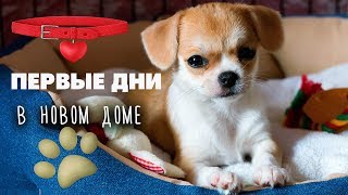 Щенок в новом доме 🐶Чихуахуа Лизи