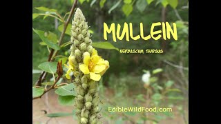 Mullein  Edibility, Medicinal Uses, Tea, & Identification Via Flowers, Habitat, Leaves
