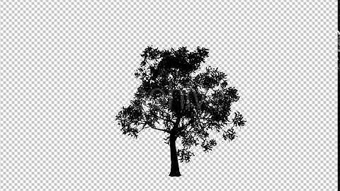 Reviving Tree Silhouette | Motion Graphics - Envato elements
