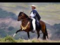 Flyn h ranch peruvian horses  texas