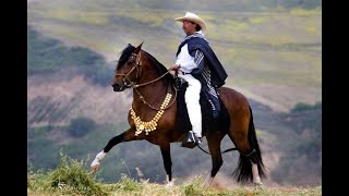 FLY'N H RANCH PERUVIAN HORSES  TEXAS