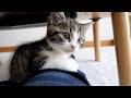 This clingy little kitten that won't leave its owner's side is so cute...