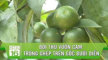 Bội thu vườn cam trồng ghép trên gốc bưởi diễn | VTC16