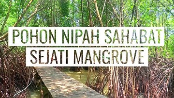 POHON NIPAH SAHABAT SEJATI MANGROVE//#nipah #plants #story  #trees #mangrove
