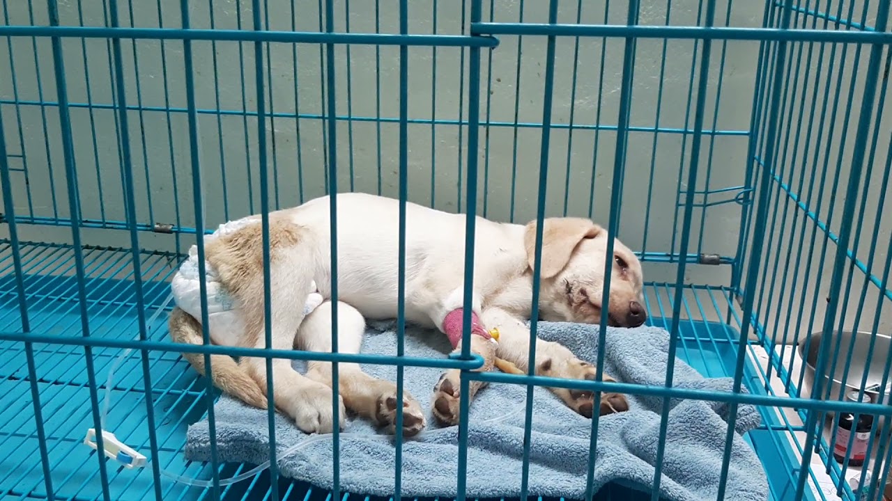 The life cycle of canine parvovirus...... YouTube