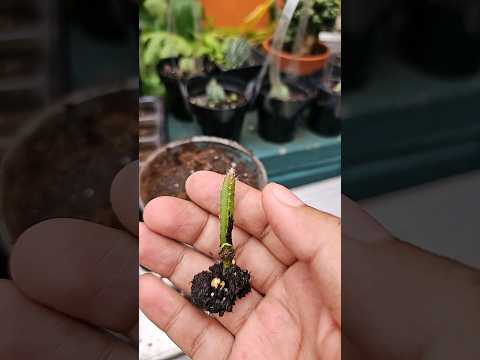 como plantar pitahaya