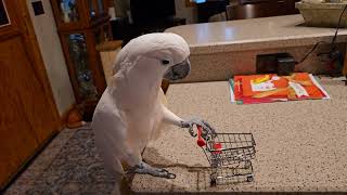 A Cockatoo Goes Shopping