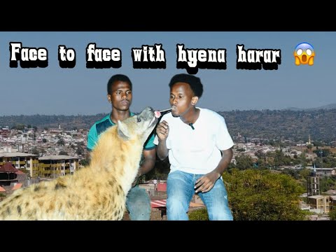 Harar Safar Ku Baraya Waraabaha Io Bilicda Magaaladii Darbiga