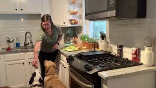 How to Do a Taste Test with Your Dog by Peach on a Leash Dog Training & Behavior Services 577 views 4 years ago 5 minutes, 12 seconds