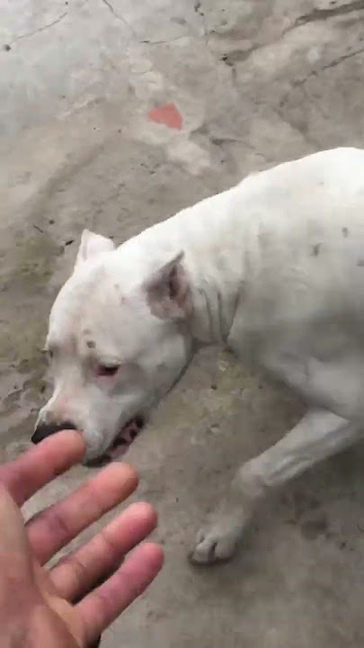 #cazador #agua #animal #cayak #cazando #dog #doglover #dolar #nature #pcp #tiktok #asesinos