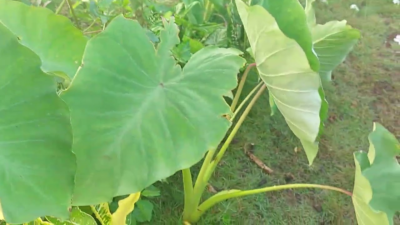 BACKYARD GARDEN FRESH VEGIS   NA OL.