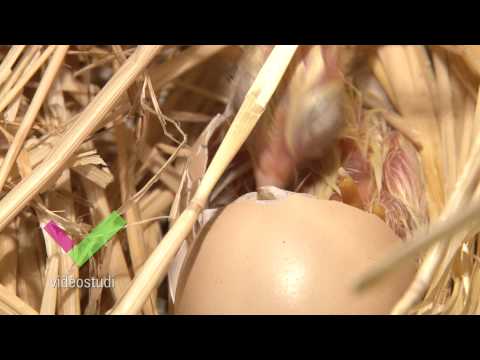 Vídeo: Com és Un Embrió De Pollet En Un Ou?