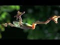 Gliding leaf frogs  planet earth  bbc earth