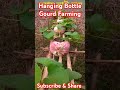 Hanging Bottle Gourd Farming #farming #shorts #agriculture #garden
