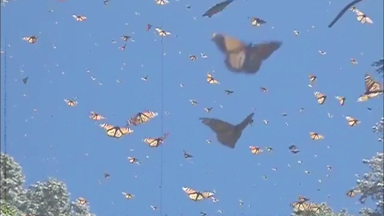 fiji blue butterflies (slowed n reverb) YouTube