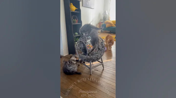 Video 10869971: mainecoon kitten kitty, european maine coon kitten