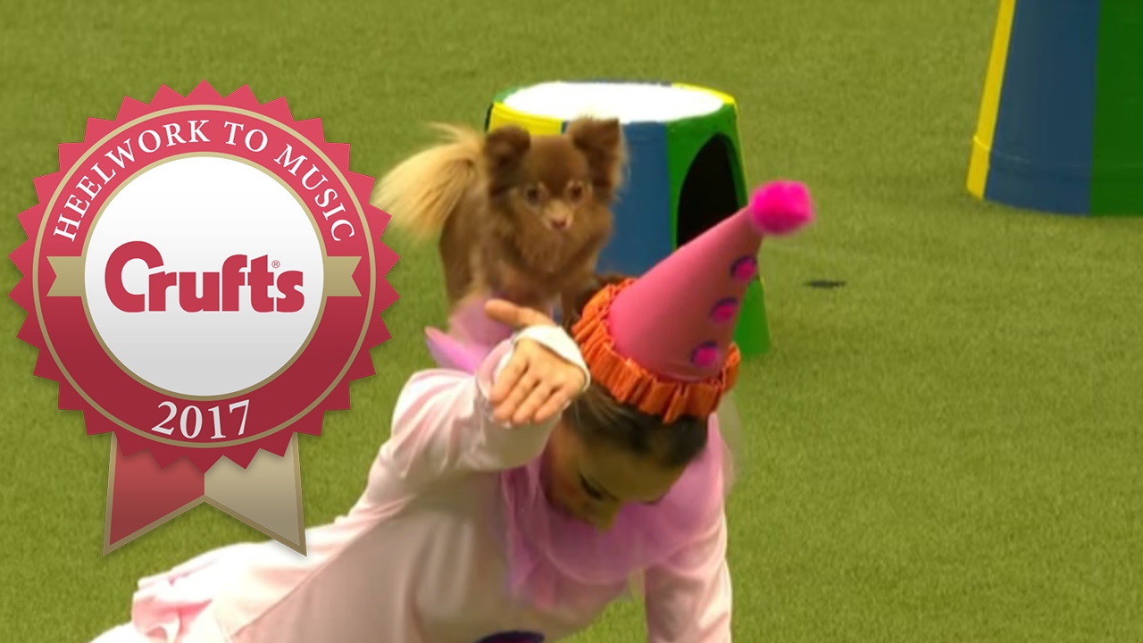 Freestyle Heelwork To Music Competition Part 2/3 | Crufts 2017