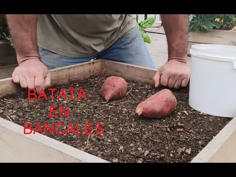 Vídeo: Como Plantar Batatas