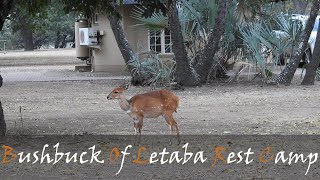 Bushbuck Of Letaba Rest Camp Video With Animal Call (Tragelaphus sylvaticus) | Stories Of The Kruger