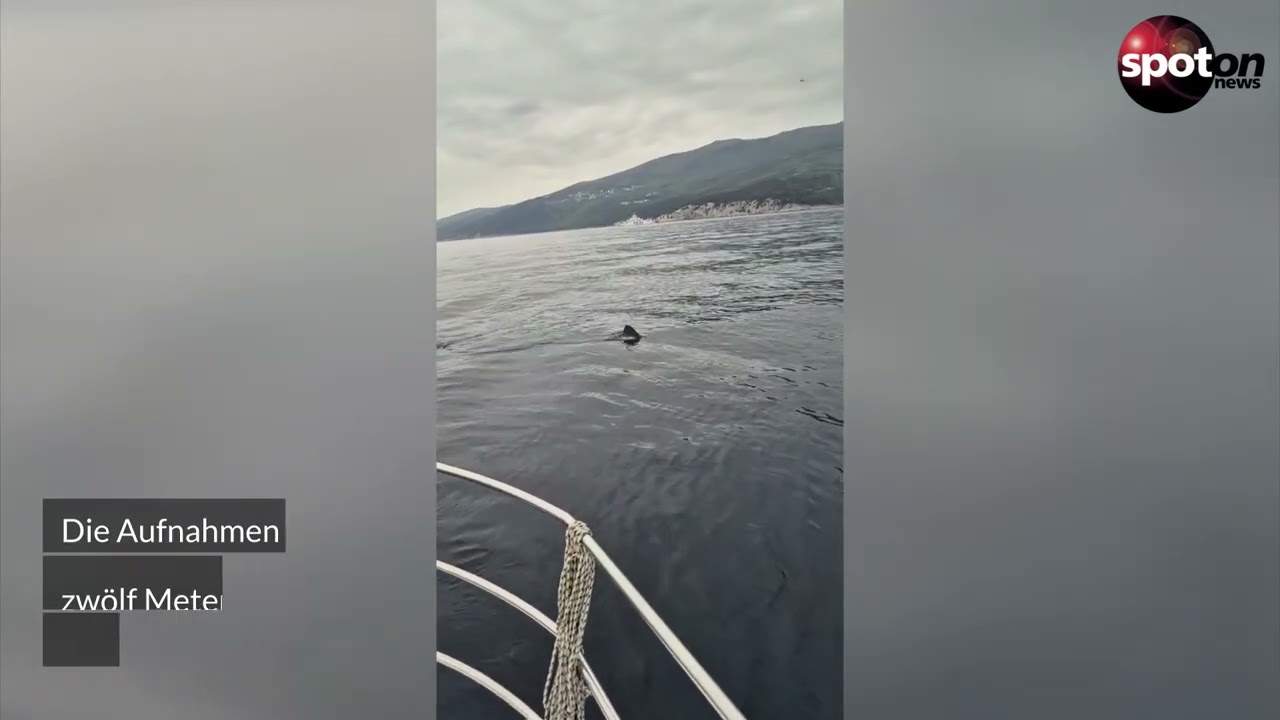Riesenhai vor Kroatiens Küste gefilmt