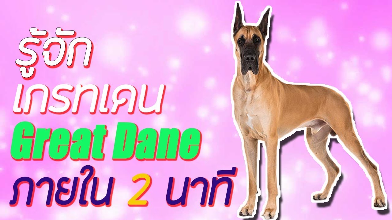 รู้จักสุนัขพันธุ์ เกรทเดน Great Dane ภายใน 2 นาที | Perkak Eiei - Youtube