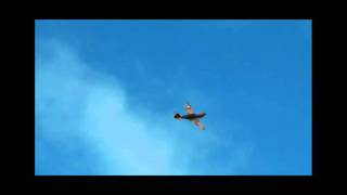 Damo P40 Maiden 2.wmv