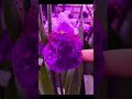 power of editing LoL #flowers #nature #satisfying #tokyo2025