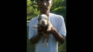 Williams Pittbull Kennels