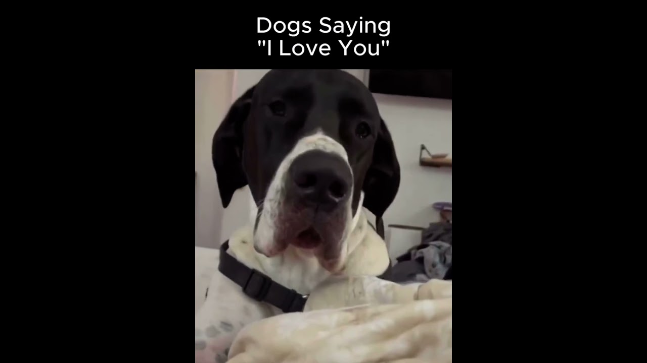 Dogs say &ldquo;I love you&rdquo;