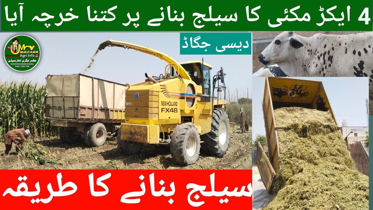 Maize Silage Cost & Output | 1 Acre Se Kitna Silage Nikalta Hai? | Interview by Kashif Ali