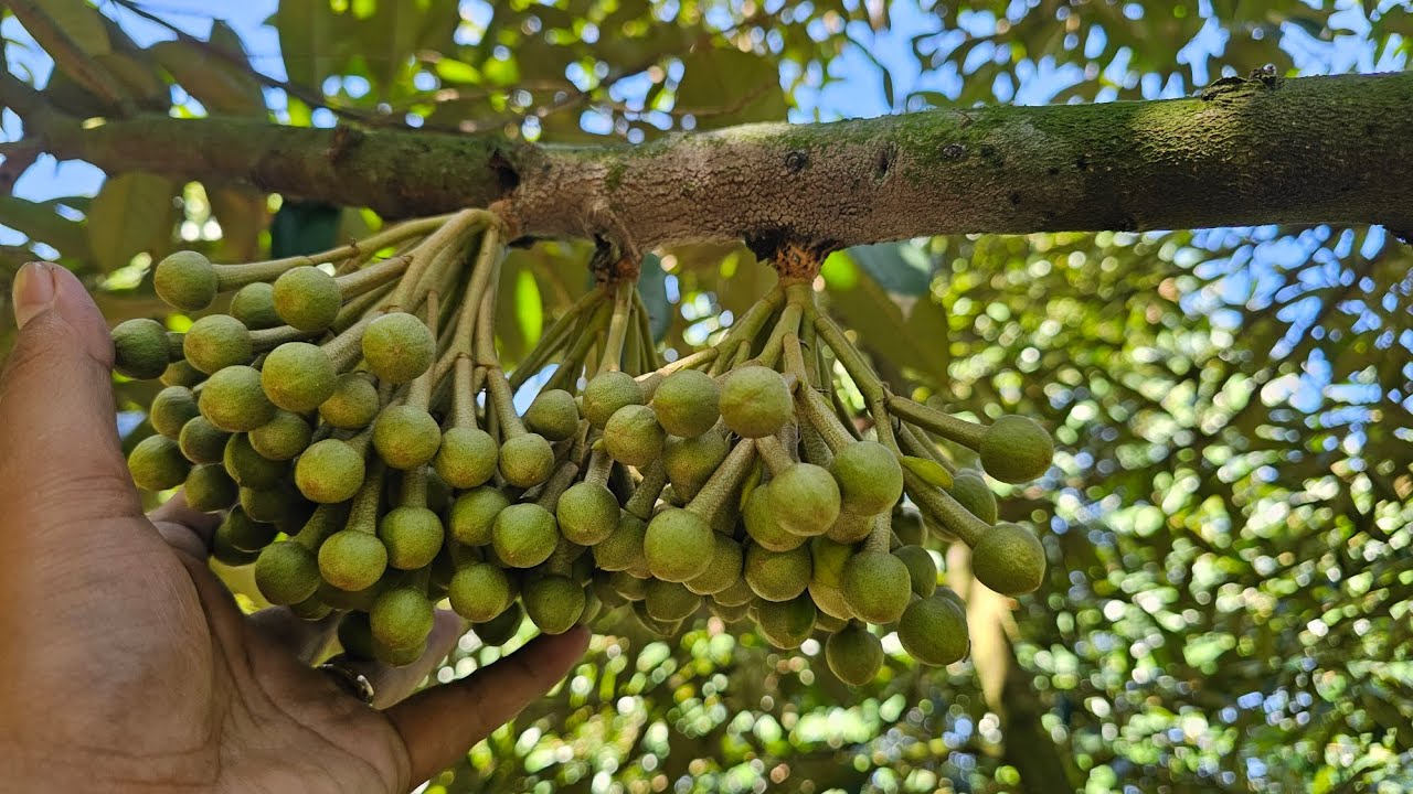 Xử Lý Bông Trước Xổ Để Đậu Trái Hiệu Quả