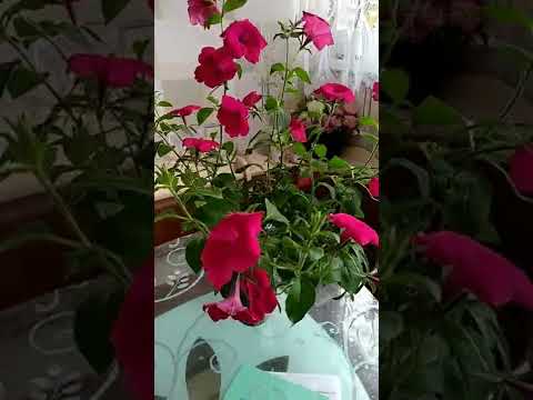 Петуния Тайдал вейв