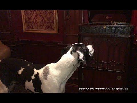 great-dane-listens-to-no-bananas-on-1915-edison-gramophone