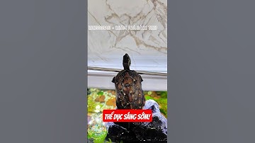 Nuôi Rùa Cùng Cá Cảnh Có Được Không? #kensocsau #animals #nature