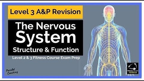 The Nervous System - Structure and Function