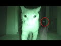 Animais Que Viram Espíritos filmados em câmera,vídeo assustador