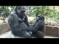 ('19/8/31)久々！父と息子の力比べ⭐️ゴリラ【京都市動物園】father gorilla  momotaro playing with son