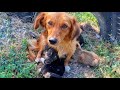 Mama dogs heartbreaking loss watch till the end to see her transformation