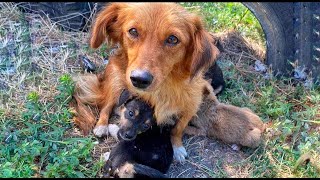 Mama Dog’s Heartbreaking LOSS… watch till the end to see her transformation!