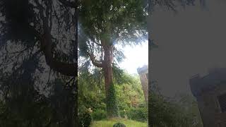 beauty, nature cuddles death god rays wow!