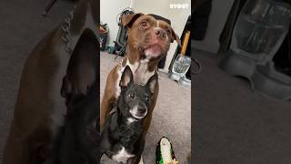 Perfectly synchronized 😂 #shorts #fail #funny #dogs #cute #kyoot #funny #funnyvideos