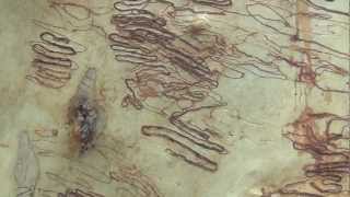Scribbly Gum Tree, Ku-Ring-Gai Chase Scribbles On A Scribbly Gum Tree Australia With Ranger Jamie