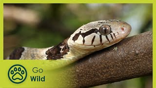 Hidden Nature in Guinea Bissau - Go Wild