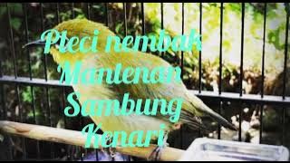 pleci nembak mantenan sambung kenari