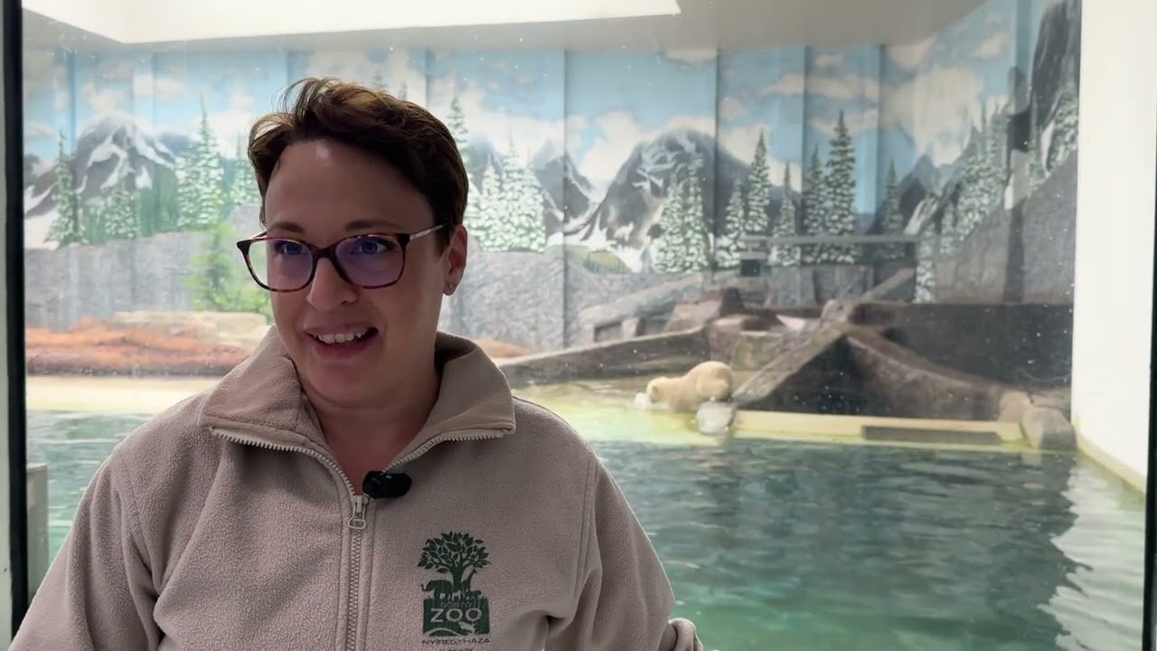 Elnevezték a Nyíregyházi Állatpark jegesmedvebocsait!