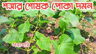শসার শোষক পোকা দমন